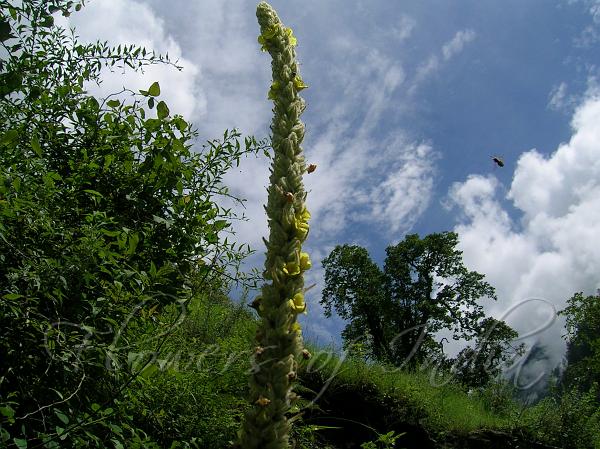 Great Mullein